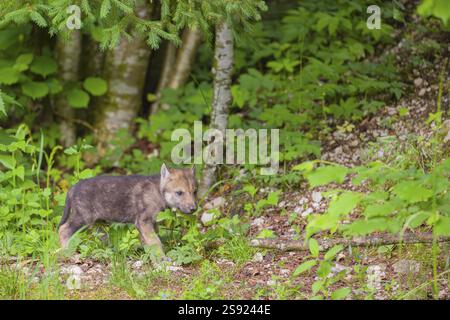 Ein Wolf (Canis Lupus Lupus) läuft durch dichte Vegetation am Rande eines Waldes Stockfoto