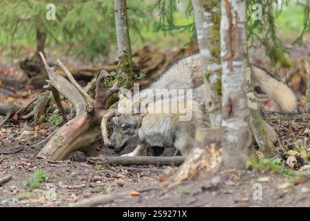 Zwei junge graue Wölfe (Canis Lupus) spielen an einem bedeckten Tag am Waldrand Stockfoto