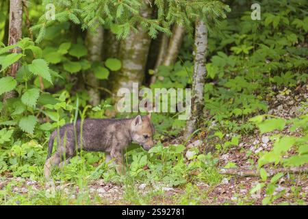 Ein Wolf (Canis Lupus Lupus) läuft durch dichte Vegetation am Rande eines Waldes Stockfoto