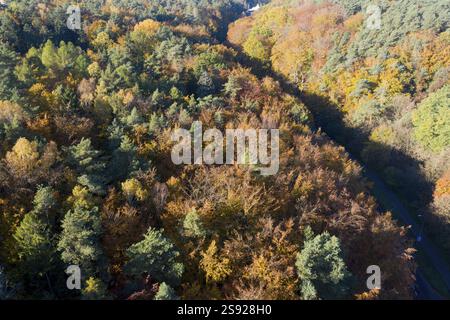 Gdynia, Witomino. Wald, Herbst. Drohnenfotografie Stockfoto