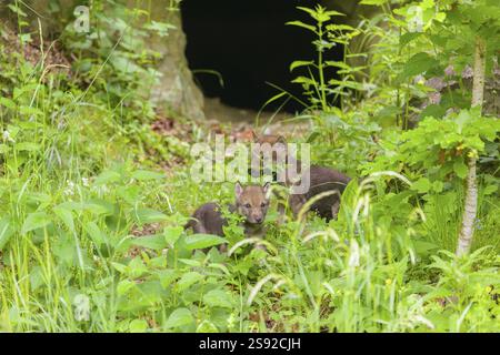 Wolf-Welpen (Canis Lupus) spielen aus ihrer Höhle Stockfoto