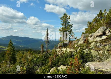 Der felsige Hang eines hohen Berges mit jungen Zedern und Kiefern, die einsam darauf wachsen. Naturpark Ergaki, Region Krasnojarsk, Sibirien, Russi Stockfoto