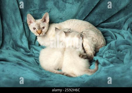 Mutterkatze füttert zwei kleine Kätzchen. British Kurzhaar weiß mit blauen Augen Stockfoto