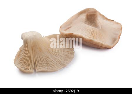 Studio-Aufnahme von Shiitake- und Oyster-Pilzen vor weißem Hintergrund Stockfoto