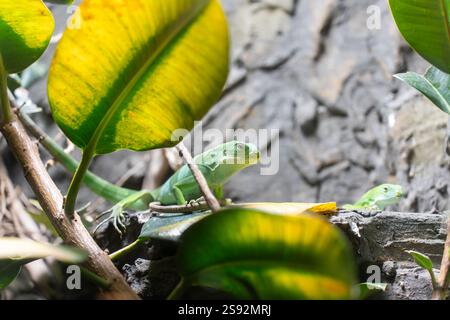 Männlicher Lau-Bänder-Leguan (Brachylophus fasciatus) in üppiger grüner Vegetation. Stockfoto