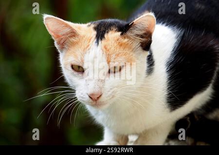 schwarze und weiße Katze Stockfoto