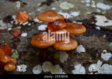 Nahaufnahme von braunen Pilzen, die auf umgestürztem Baumstamm wachsen. Horizontales Foto. Stockfoto