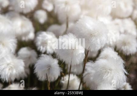 Arctic Cotton Grass (Eriophorum scheuchzeri), flauschiges weißes Baumwollgras in Grönland Ilulissat. Weißes Blumenfeld mit langen, flauschigen Blüten Stockfoto