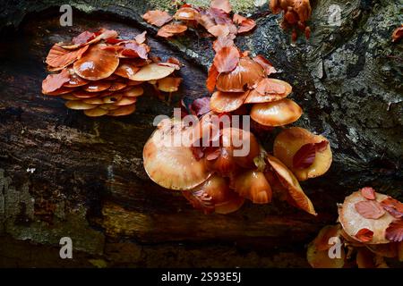 Nahaufnahme brauner Pilzhaufen auf umgestürzten Bäumen. Stockfoto