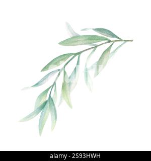 Olivenzweig mit grünen Blättern ohne Frucht in realistischem Stil. Handgezeichnetes botanisches Aquarell isolierte Illustration. Blumenzeichnung für mediterrane Küche, Ölflaschenetikett, Hochzeitseinladungen. Stockfoto