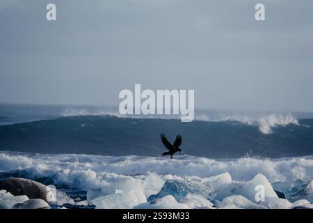 Vogel im Flug über Gletschereis am Diamond Beach mit Wellen im Hintergrund, Südisland. Stockfoto