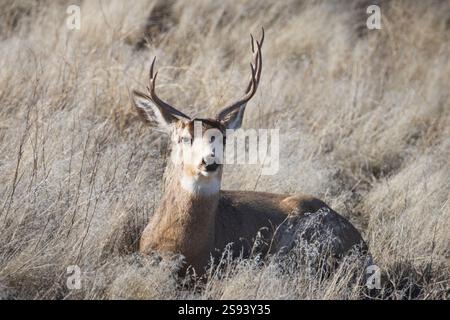 Ein einzigartiger Maultierhirsch (Odocoileus hemionus) mit einem untypischen Gestell ruht zwischen trockenem Gras im Tule Lake National Wildlife Refuge und verschmilzt mit seinem h Stockfoto