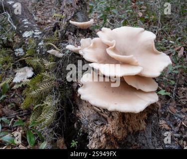 Florida Austernpilz. Pleurotus ostreatus ist wild in der Natur in Dunnellon, Florida am Florida Trail in der Nähe von Pruitt Trailhead gefunden Stockfoto