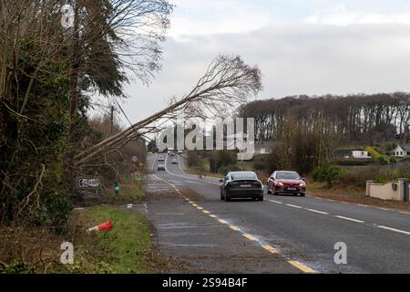 Athlone, Westmeath, Irland, 24. Januar 2025. Ein gefallener Baum neigt sich gefährlich über die Rosscommon Road in der Nähe von Athlone und wird von Stromleitungen aufgrund des Sturms Eowyn aufgehalten. Titel: Athlone Photography/Alamy Live News Stockfoto