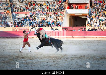 Forcado springt auf die Vorderseite eines Bullen. Im Stierkampf in Portugal wird eine Gruppe von Männern genannt Forcados, die den Stier in einer Linie mit der Führung konfrontieren Stockfoto