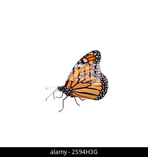 Monarch-Schmetterling isolierter Ausschnitt auf weiß Stockfoto