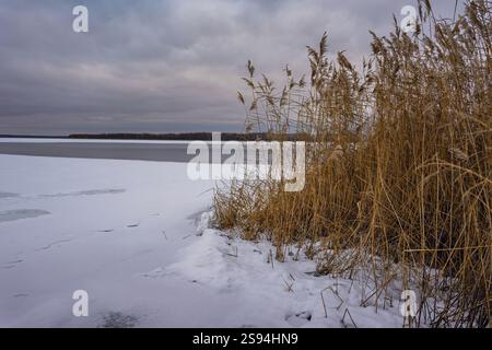 Winterlandschaft mit einem gefrorenen See, Schnee- und eisbedecktem Ufer, trockenem Schilf am Ufer und bewölktem Himmel. Eine ruhige und atmosphärische Naturszene. Stockfoto