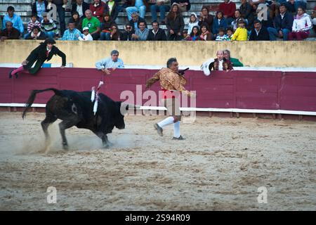 Bulle jagt eine Forcado. Im Stierkampf in Portugal wird eine Gruppe von Männern namens Forcados eingesetzt, die den Stier in einer Linie mit dem Versuch einer führenden Forcado konfrontieren Stockfoto