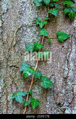 Efeu oder Hedera Helix ist eine immergrne, anhaftende und kletternde  Rebpflanze Stockfotografie - Alamy
