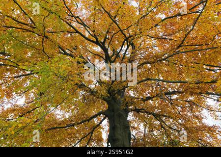 Detail einer gewöhnlichen Buche, Fagus Sylvatica in vollen Herbstfarben Stockfoto
