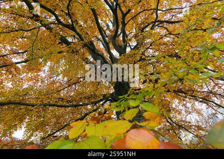 Detail einer gewöhnlichen Buche, Fagus Sylvatica in vollen Herbstfarben Stockfoto