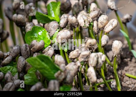 Costa Rica, Hacienda Doka Kaffeeplantage. Neu gekeimte junge Kaffeebohnenpflanzen. Stockfoto