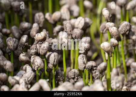 Costa Rica, Hacienda Doka Kaffeeplantage. Neu gekeimte junge Kaffeebohnenpflanzen. Stockfoto