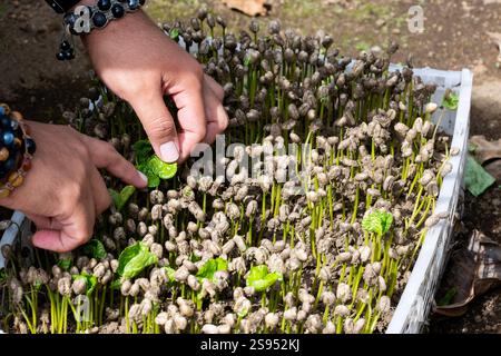 Costa Rica, Hacienda Doka Kaffeeplantage. Neu gekeimte junge Kaffeebohnenpflanzen. Stockfoto
