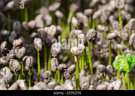 Costa Rica, Hacienda Doka Kaffeeplantage. Neu gekeimte junge Kaffeebohnenpflanzen. Stockfoto