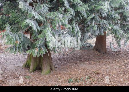 Der untere Teil der Thuja-Stämme hat Äste, die mit Frost bedeckt sind. Nadelbäume mit Frost an den Ästen. Stockfoto
