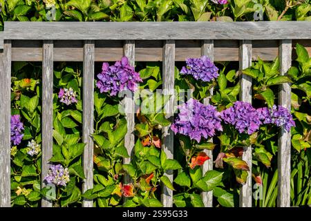 USA, Oregon, Cannon Beach. Blaue Hortensie blüht mit altem Holzzaun Stockfoto