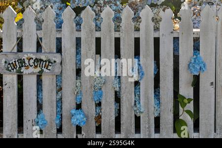USA, Oregon, Cannon Beach. Blaue Hortensie blüht mit altem Holzzaun Stockfoto