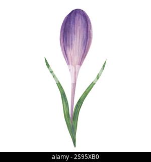 Aquarellillustration der Frühlingsblume. Flieder-Krokus. Handgemaltes florales isoliertes Element auf weißem Hintergrund. Stockfoto