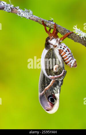 USA, Bundesstaat Washington, Sammamish. rotrotkehlseidenmotte, Hyalophora Cecropia. Als es ausschlüpfte und seine Flügel ausbreitete. Stockfoto