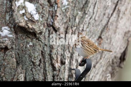 Lied Spatrow im Winter, New Jersey, USA. Stockfoto