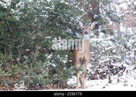 Weißschwanzhirsche im Winterwald. New Jersey, USA. Stockfoto
