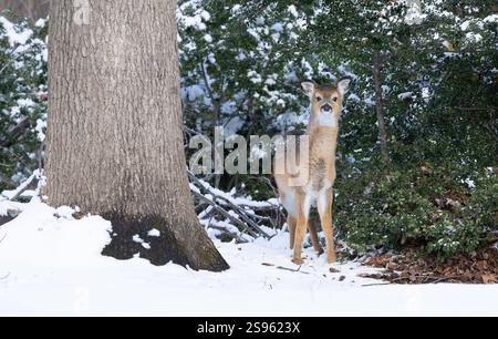 Weißschwanzhirsche im Winterwald. New Jersey, USA. Stockfoto