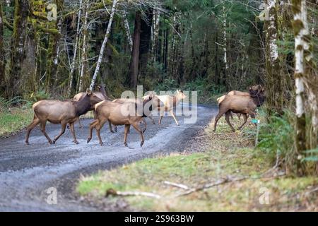 Quinault, Bundesstaat Washington, USA. Herde von Roosevelt Elk überquert vorsichtig eine Feldstraße Stockfoto