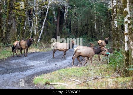 Quinault, Bundesstaat Washington, USA. Herde von Roosevelt Elk überquert vorsichtig eine Feldstraße Stockfoto