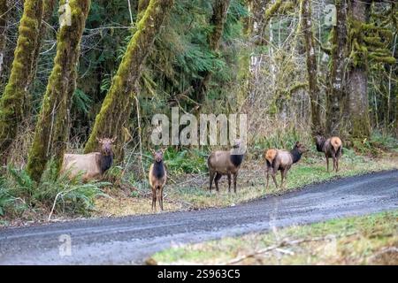 Quinault, Bundesstaat Washington, USA. Herde von Roosevelt Elk überquert vorsichtig eine Feldstraße Stockfoto