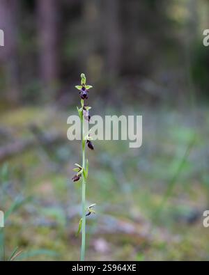 Fly Orchid Nahaufnahme. FliegenOrchidee, Ophrys Insektifera. Blühende europäische Landorchidee. Stockfoto
