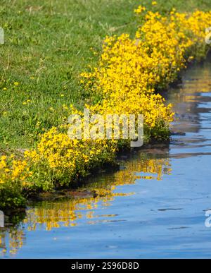 USA, Wyoming. Affenblüten wachsen entlang der heißen Quelle im Yellowstone-Nationalpark. Stockfoto