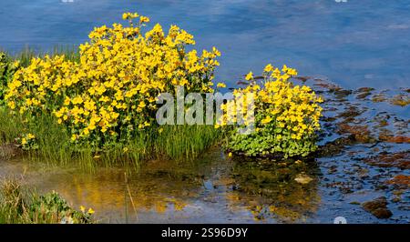 USA, Wyoming. Affenblüten wachsen entlang der heißen Quelle im Yellowstone-Nationalpark. Stockfoto