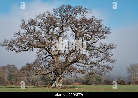 Einsamer, blattloser Baum auf einem Feld im Winter Stockfoto