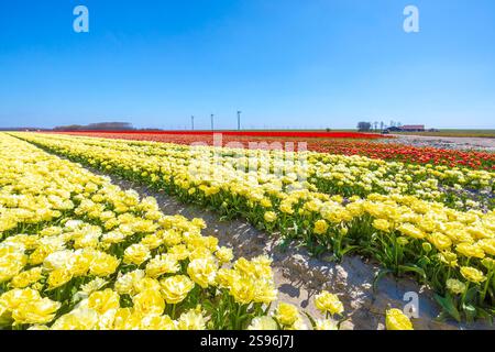 Holländische Tulpen Blumen Feld mit einem blauen Himmel während der Frühjahrssaison in Zeeland, Niederlande Stockfoto