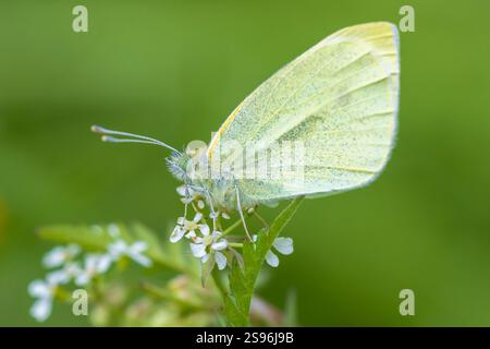Kleiner Weißer, Pieris-Ravé, Schmetterling, der Nektar von einer Blume im Wald füttert Stockfoto
