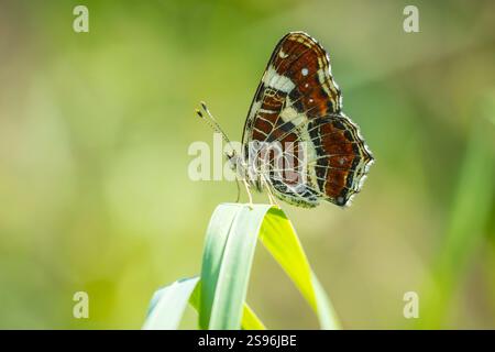 Nahaufnahme der Flügel des Landschmetterlings, Araschnia Levana, im Sommeroutfit. Die Karte zwei jährliche Bruten sehen sehr unterschiedlich aus. Diese Sommerbrut ist b Stockfoto