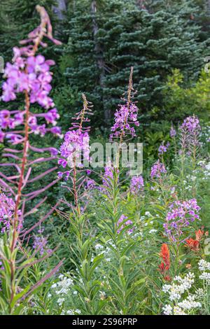 Mount Rainier National Park, Washington, Usa. Pink fireweed auf einer Bergwiese in der Nähe von Paradise im Mount Rainier National Park. Stockfoto