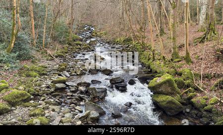 Die Birks of Aberfeldy Famous Walk entlang Moness Burn, wo Robert Burns 1787 sein schottisches Liebeslied schrieb. Touristenziel und natürliche Lage Stockfoto