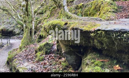 Die Birks of Aberfeldy Famous Walk entlang Moness Burn, wo Robert Burns 1787 sein schottisches Liebeslied schrieb. Touristenziel und natürliche Lage Stockfoto